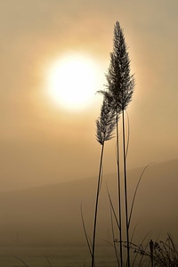 Backlight beach dawn photo