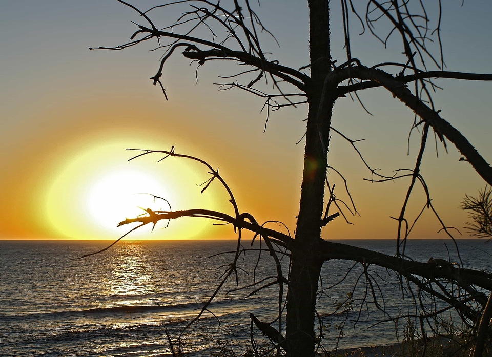 Backlight beach branch