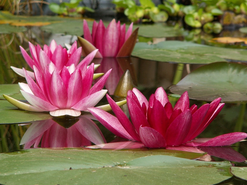 Water lily pools biotope