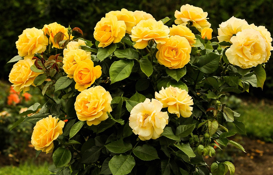 Beautiful Flowers beautiful photo biology