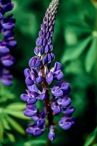 Beautiful beautiful flowers biology