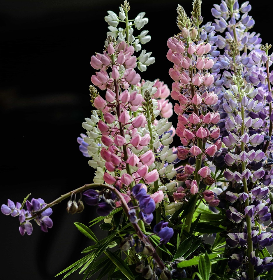Beautiful Flowers biology bloom