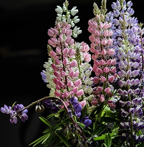 Beautiful Flowers biology bloom