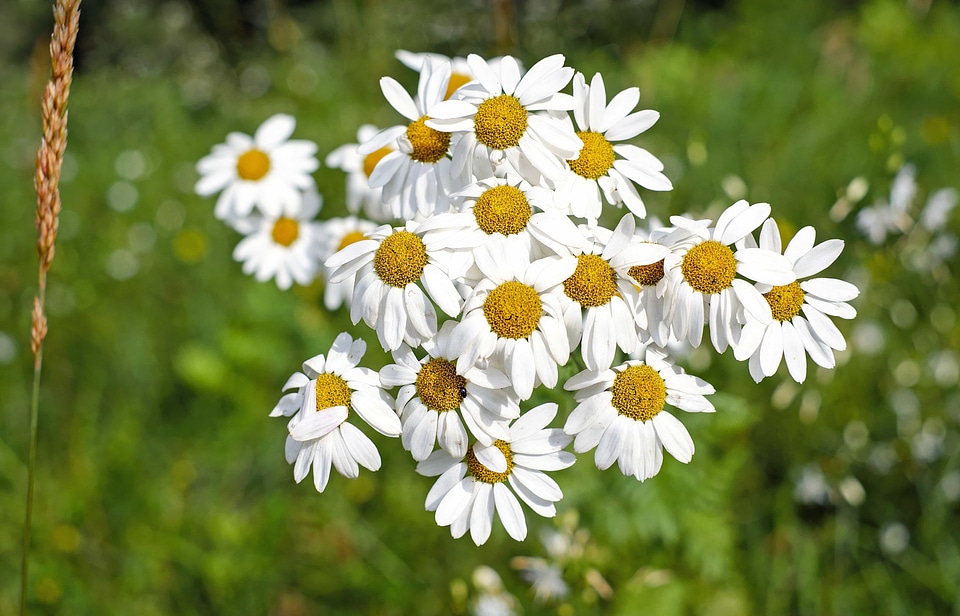 Beautiful Flowers beautiful photo biology