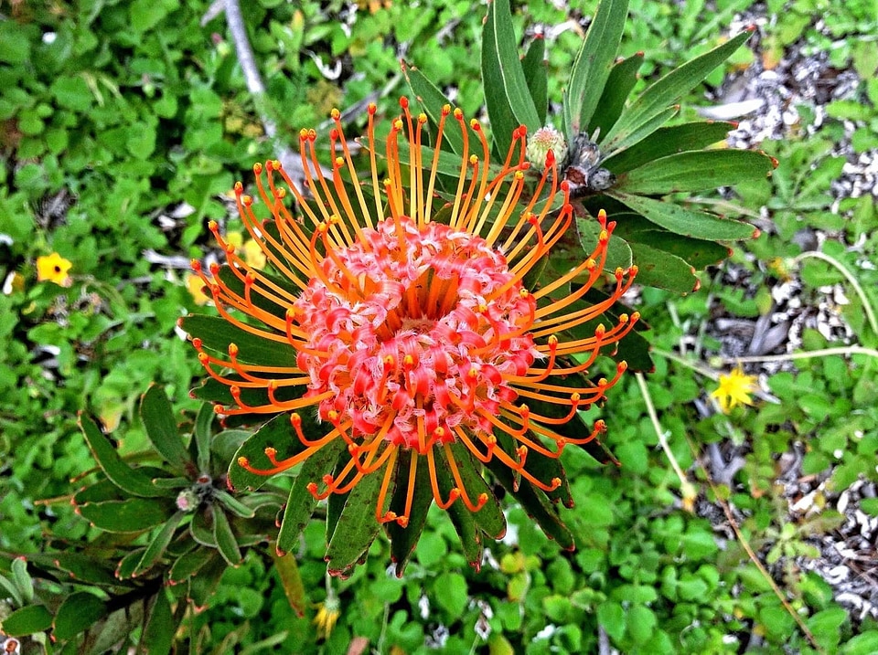Beautiful Flowers biology bloom