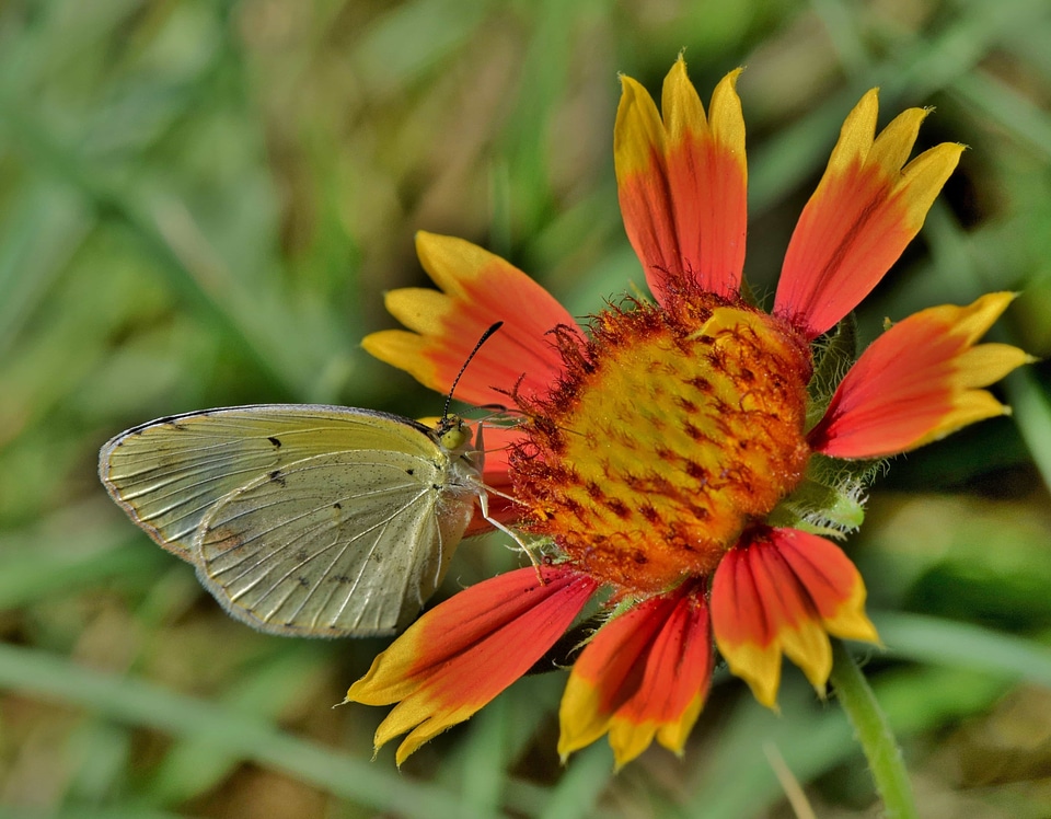 Animal arthropod beautiful