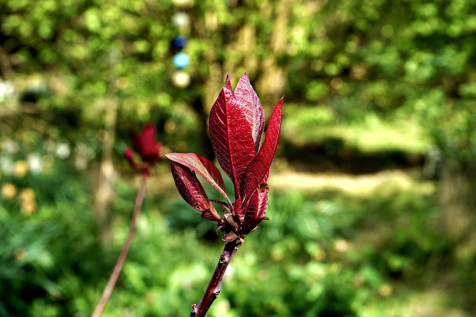 Beautiful Flowers biology environment