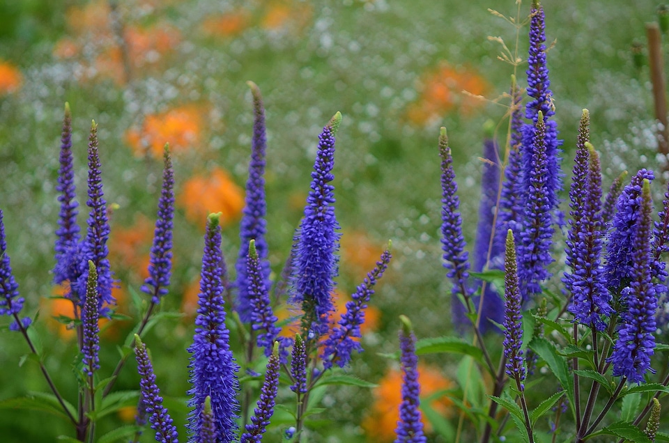Beautiful Flowers biology bloom