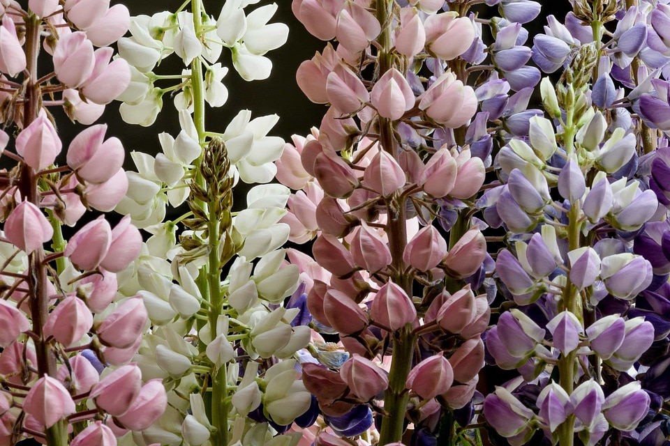 Beautiful beautiful flowers biology
