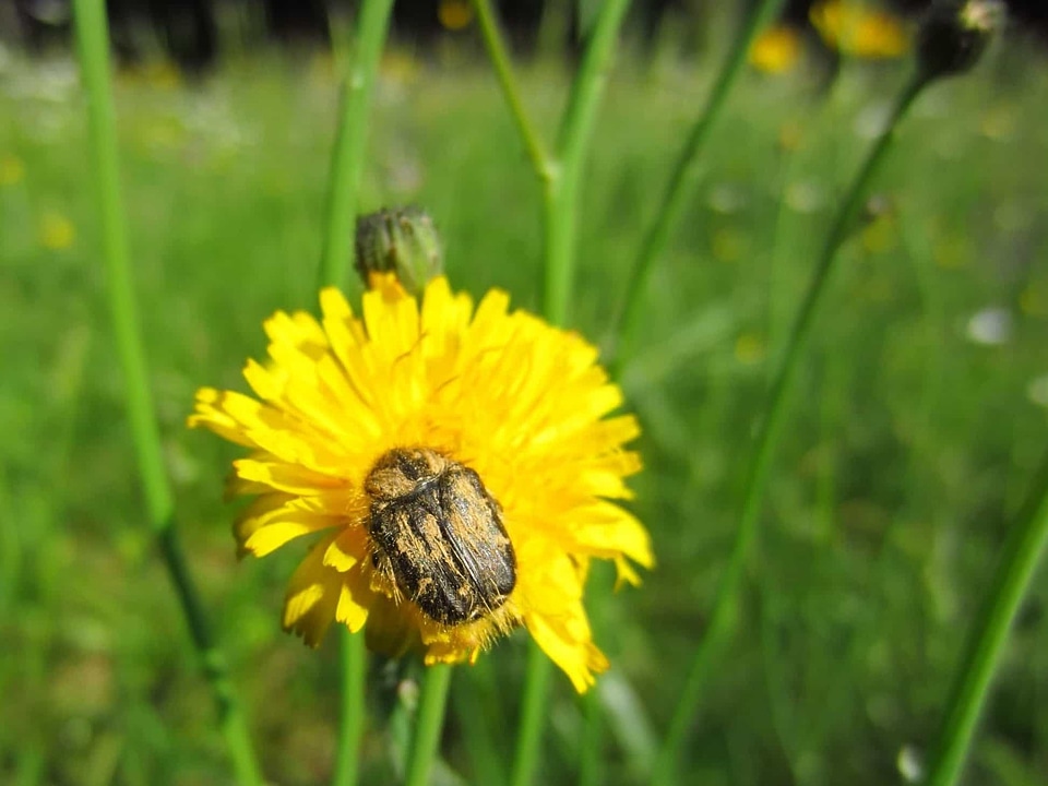 Agriculture animal arthropod
