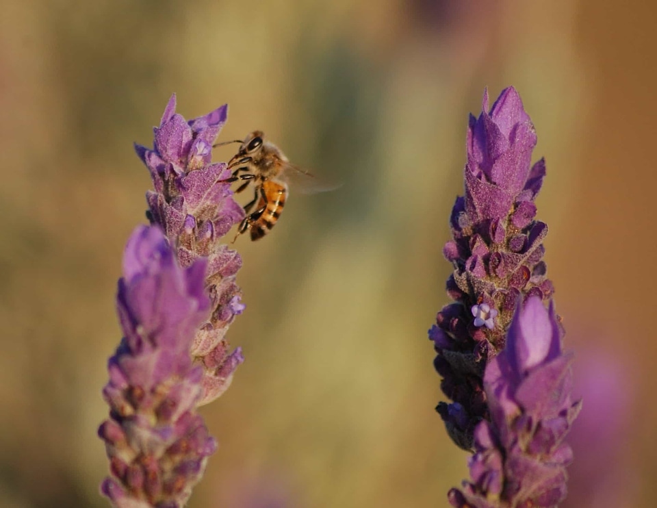 Animal aromatic arthropod