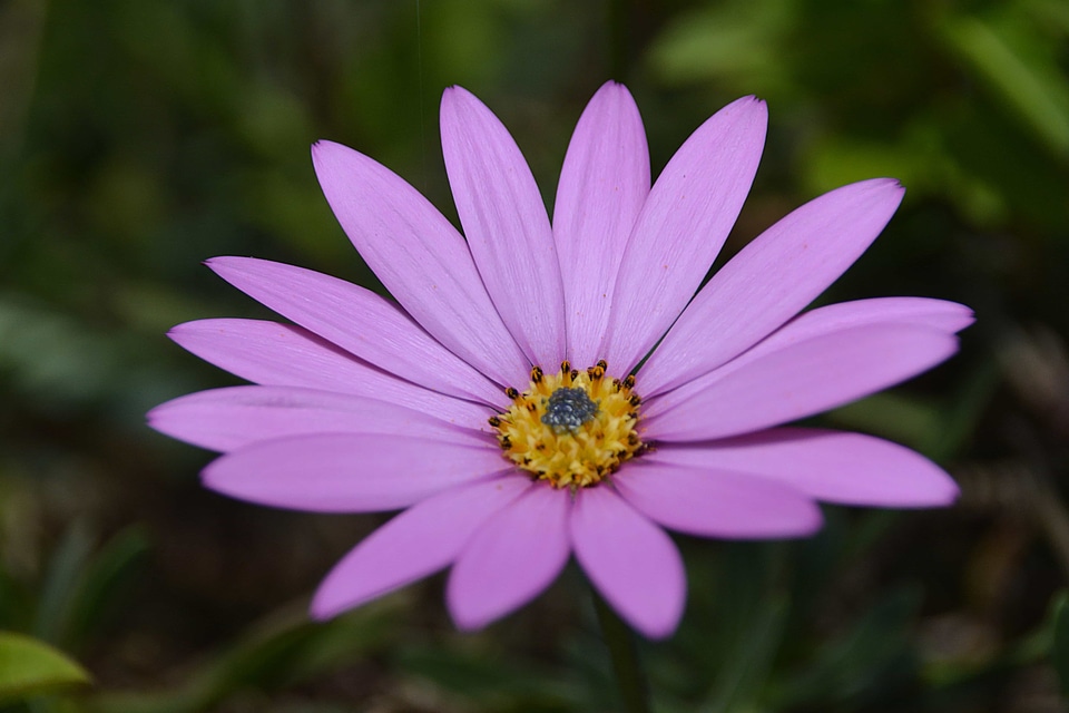 Beautiful beautiful flowers beautiful photo