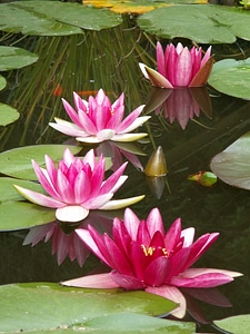 Water lily aquatic plant water