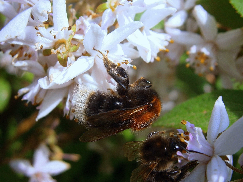 Animal arthropod beautiful flowers