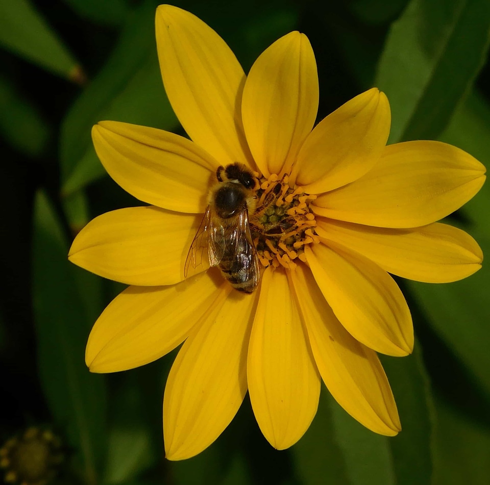 Animal arthropod beautiful flowers
