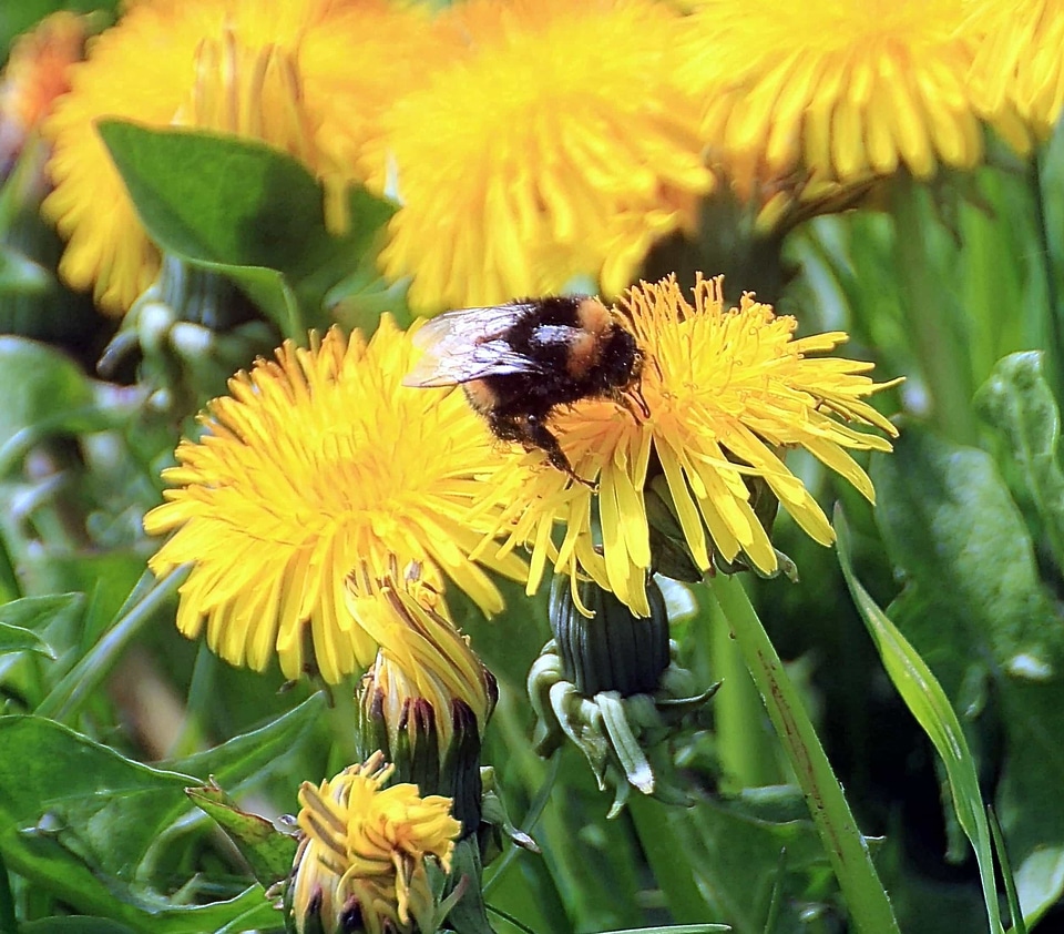 Agriculture animal arthropod