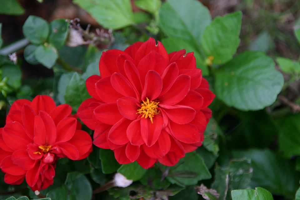 Beautiful Flowers biology bloom
