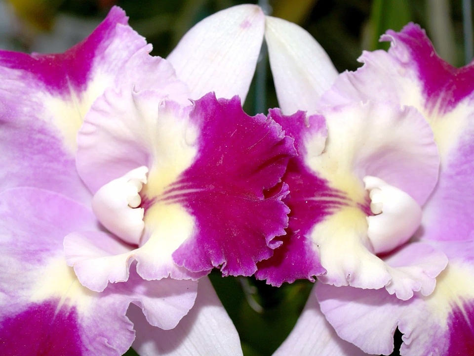 Beautiful beautiful flowers biology