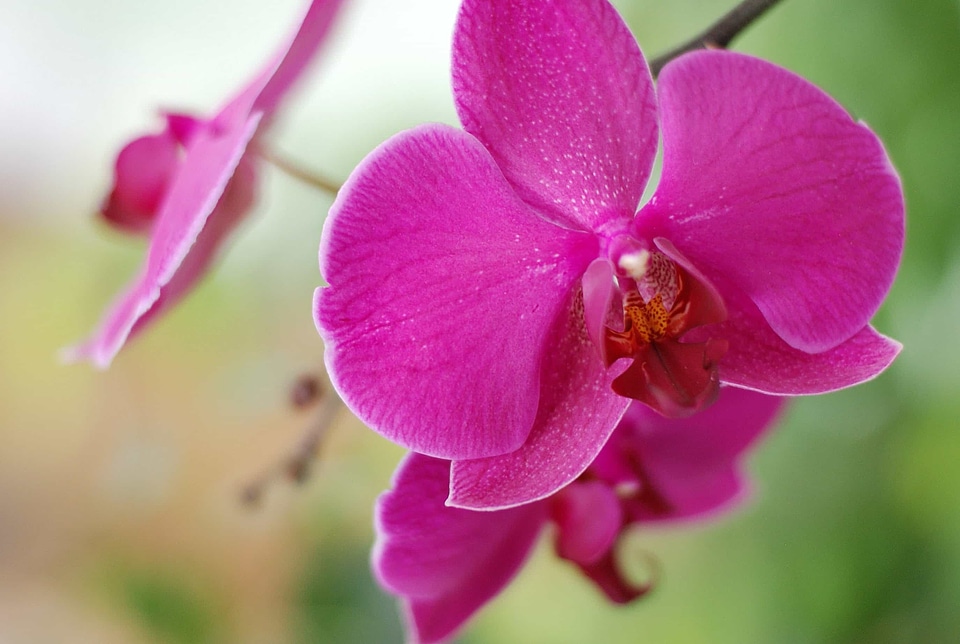 Beautiful beautiful flowers beautiful photo