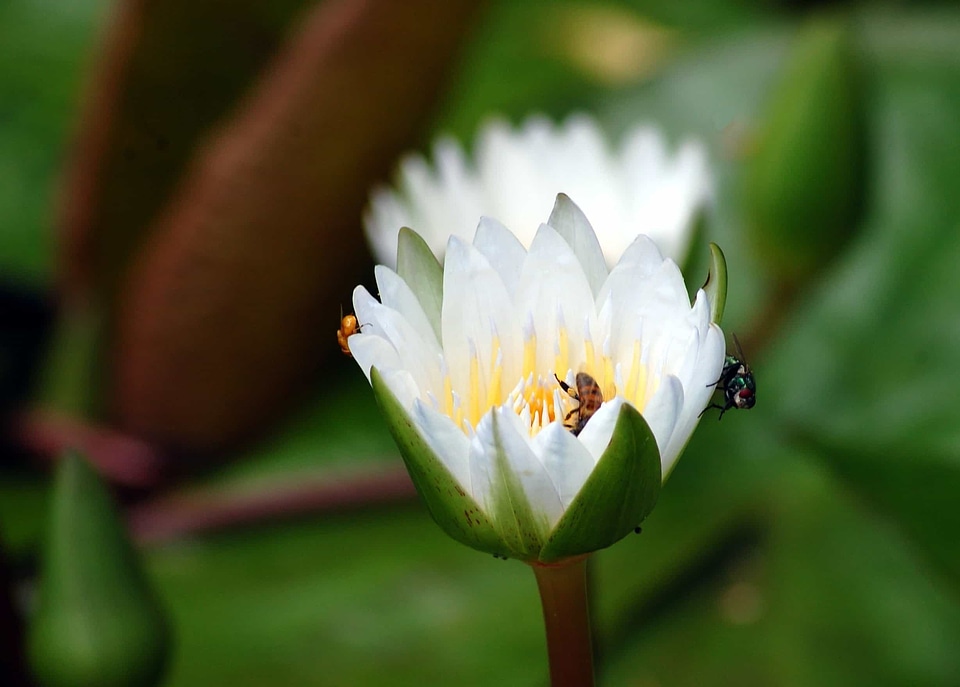 Beautiful Flowers beautiful image beautiful photo