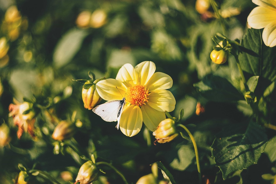 Beautiful Flowers beautiful photo biology