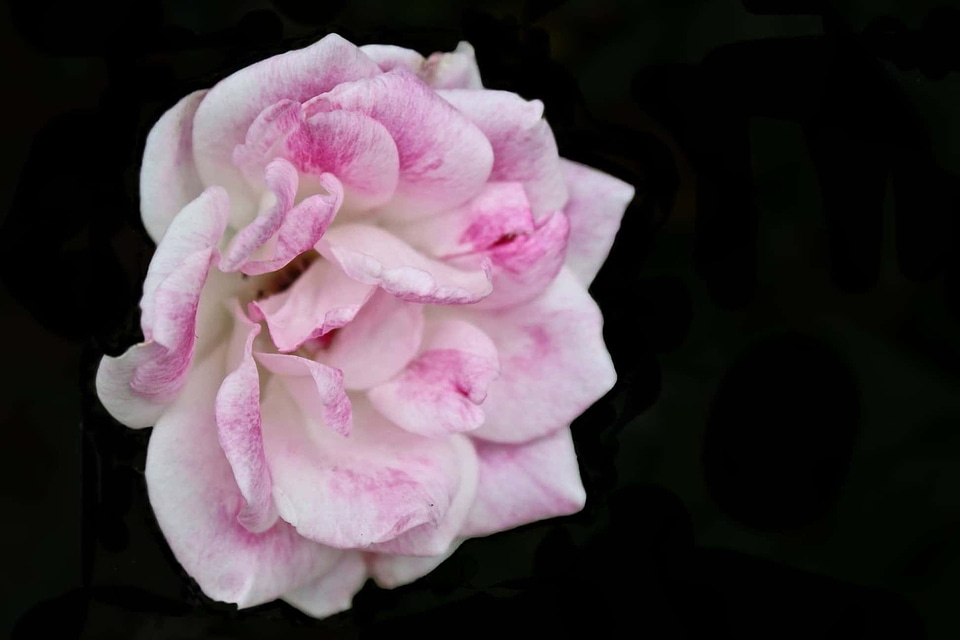 Beautiful Flowers beautiful photo biology