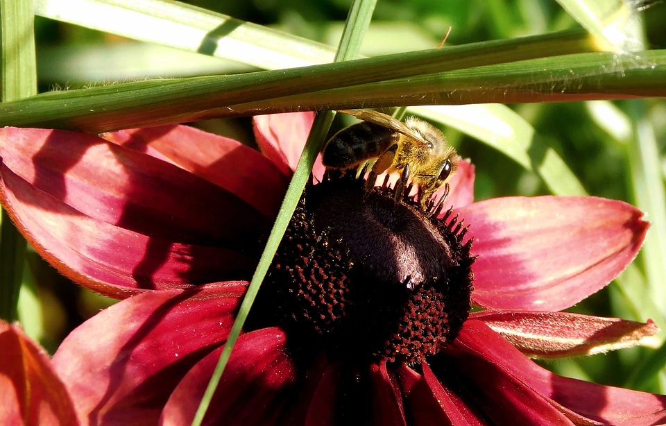 Animal arthropod beautiful flowers
