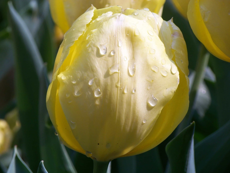 Beautiful Flowers biology bloom