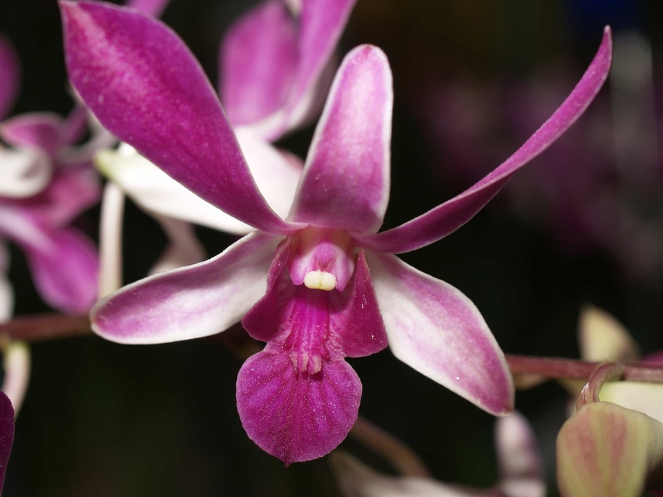 Beautiful beautiful flowers biology
