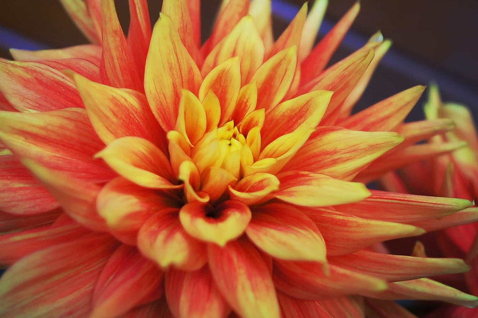 Beautiful beautiful flowers biology