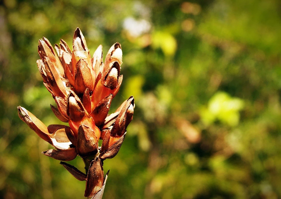 Beautiful Flowers biology bloom
