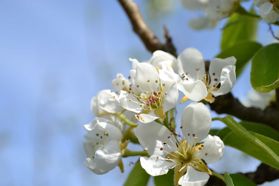 Apple beautiful flowers biology