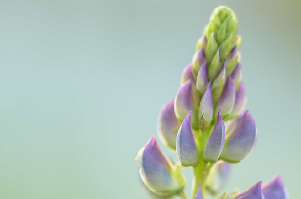 Beautiful Flowers biology bloom