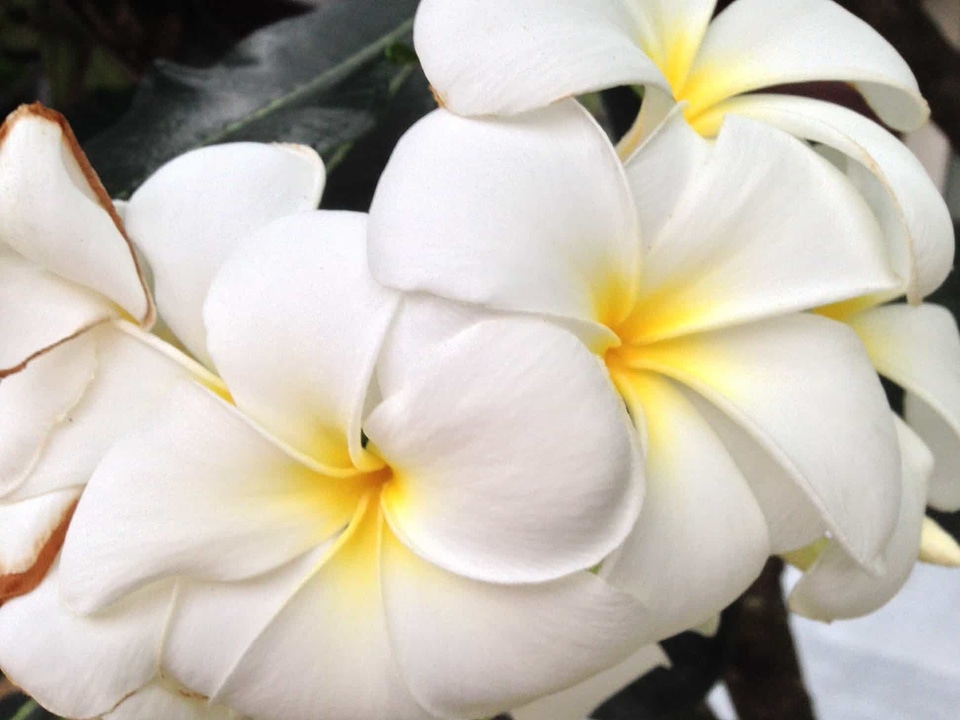 Beautiful beautiful flowers biology