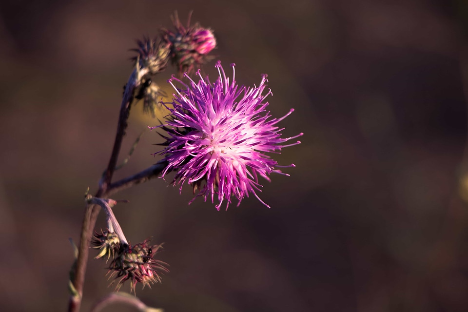 Beautiful Flowers biology bloom