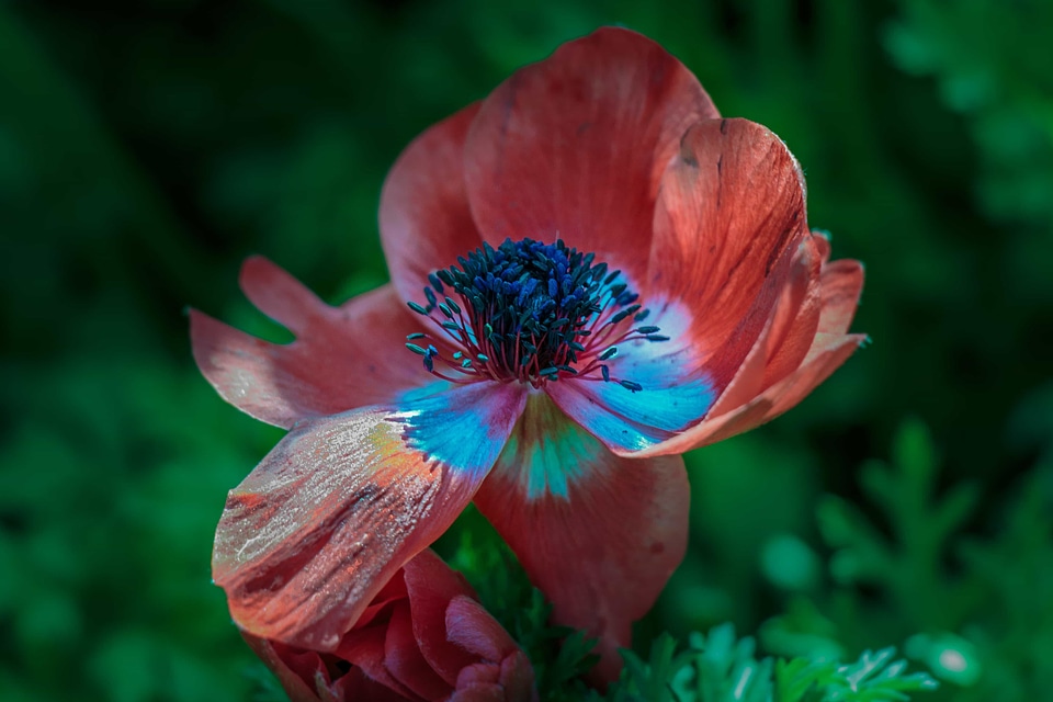 Beautiful beautiful flowers beautiful photo