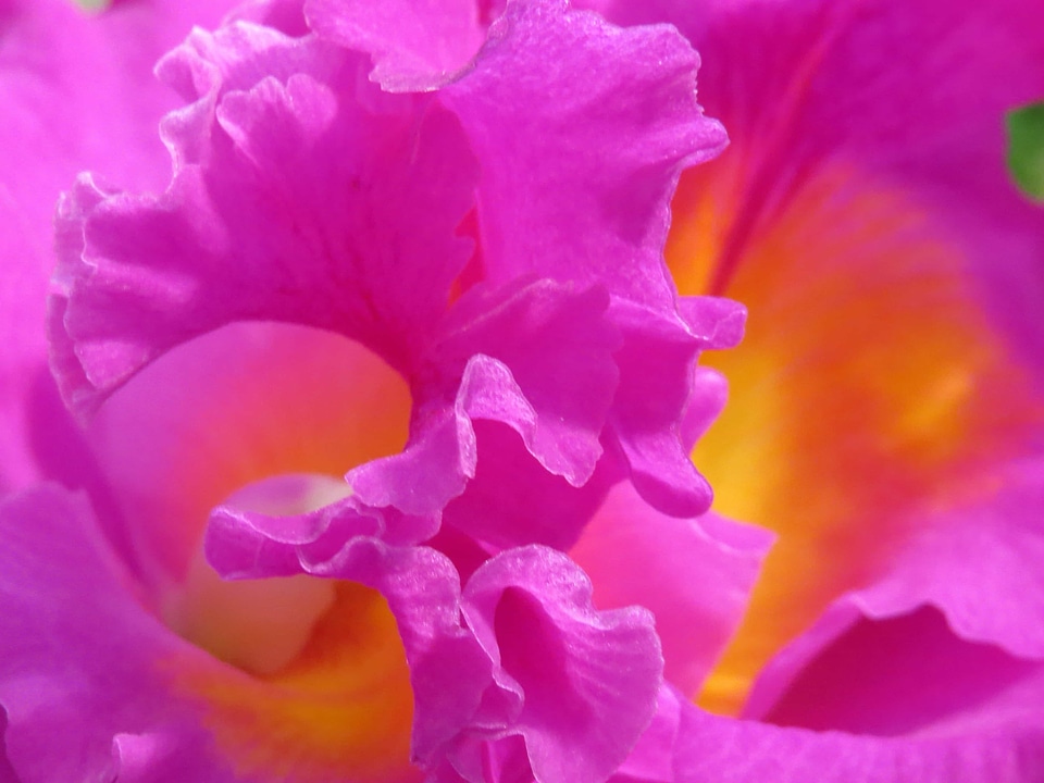 Beautiful beautiful flowers biology
