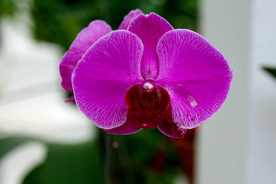 Beautiful Flowers biology bloom