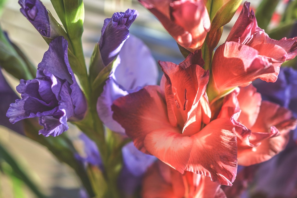 Beautiful Flowers biology bloom