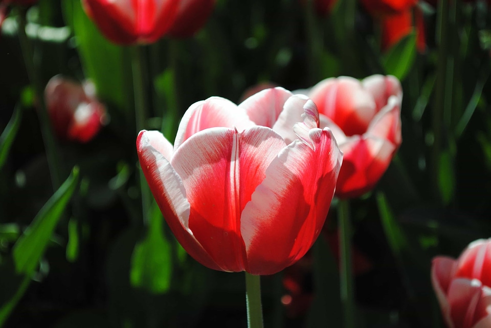 Beautiful Flowers beautiful photo biology