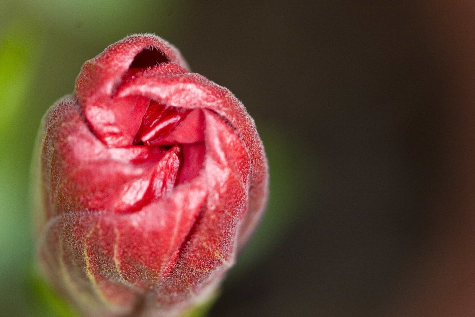 Beautiful Flowers bloom blooming
