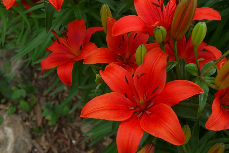 Beautiful beautiful flowers beautiful photo
