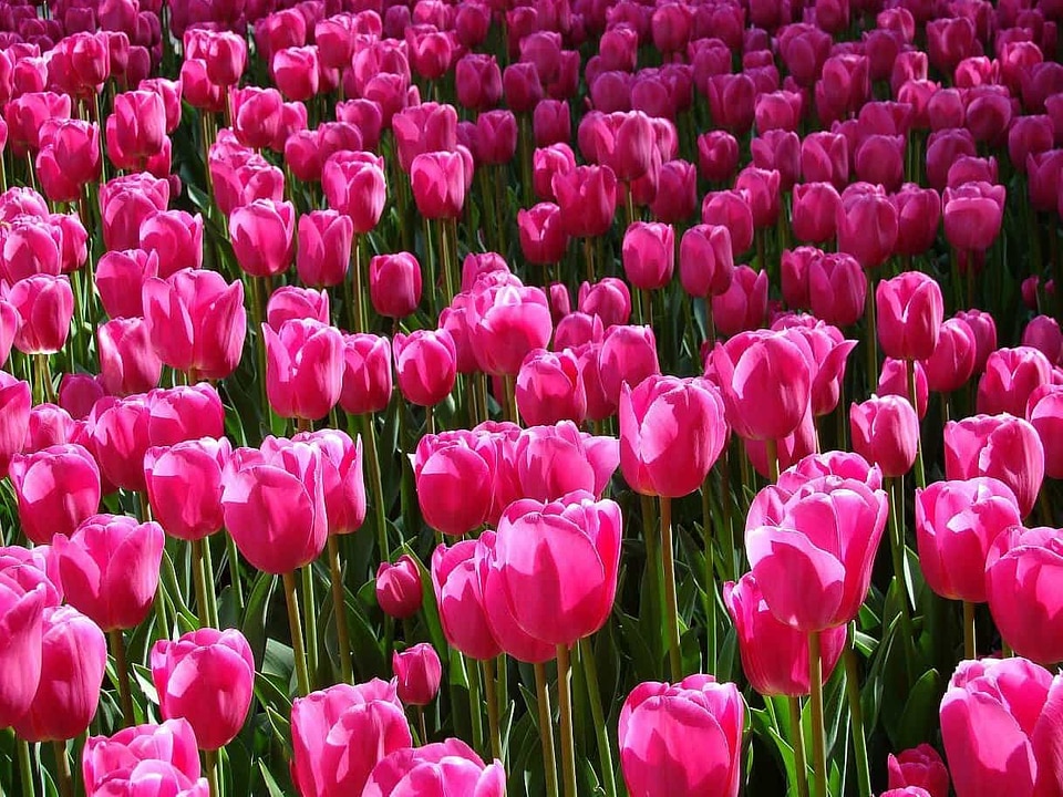 Beautiful Flowers biology bloom