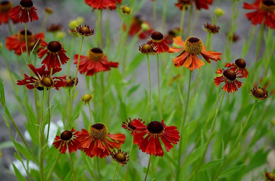 Beautiful Flowers beautiful photo bloom