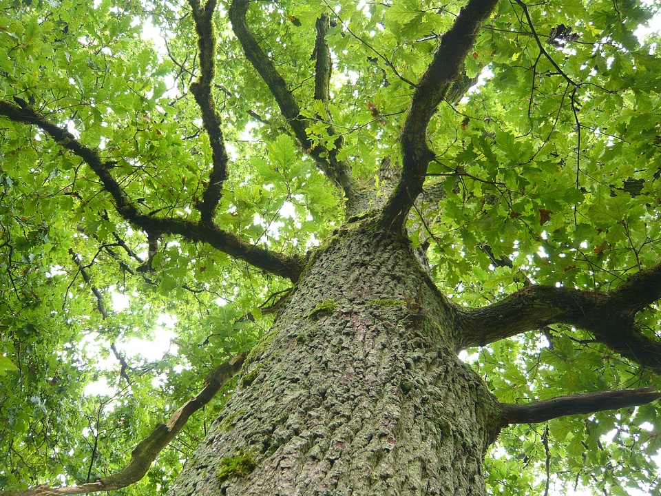 Aesthetic leaves wood