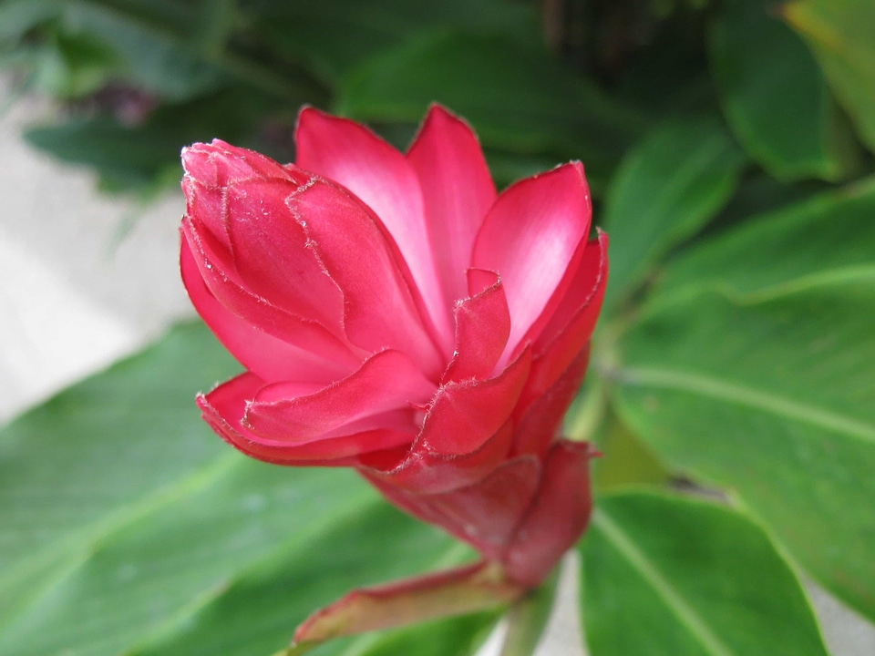 Beautiful Flowers bloom blooming