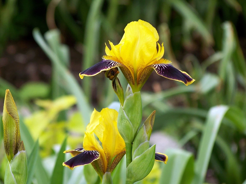 Beautiful Flowers beautiful photo blooming