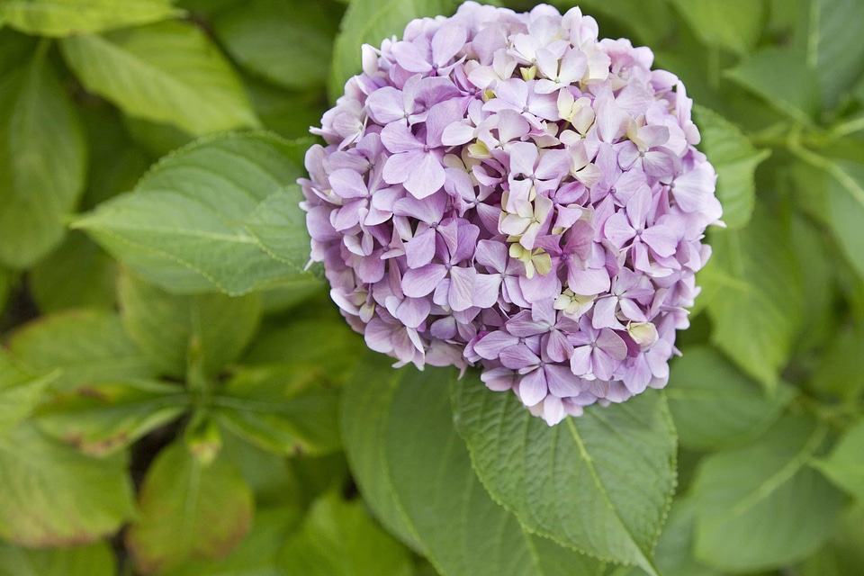 Beautiful Flowers bloom blooming