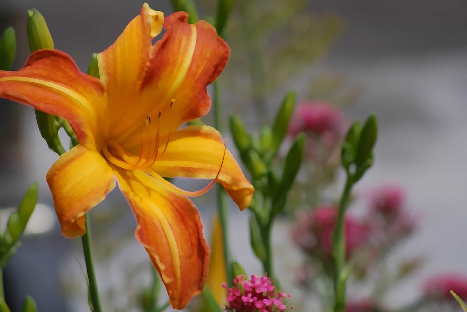 Beautiful Flowers beautiful photo blooming