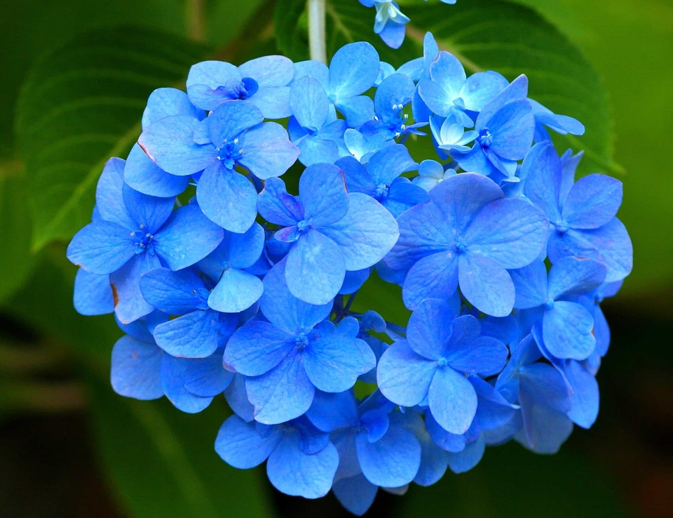 Beautiful beautiful flowers blooming